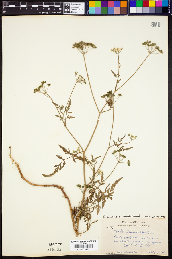 Torilis arvensis image