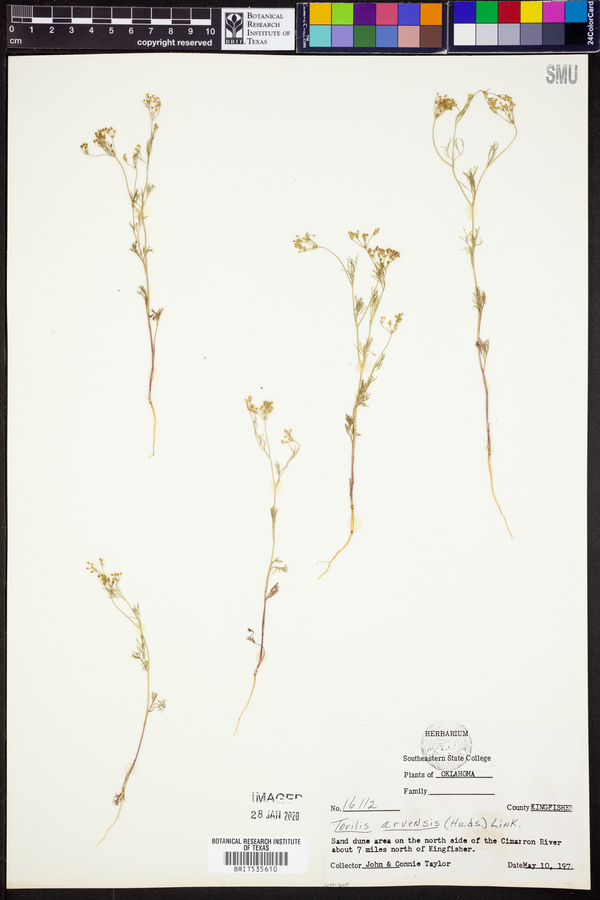 Torilis arvensis image