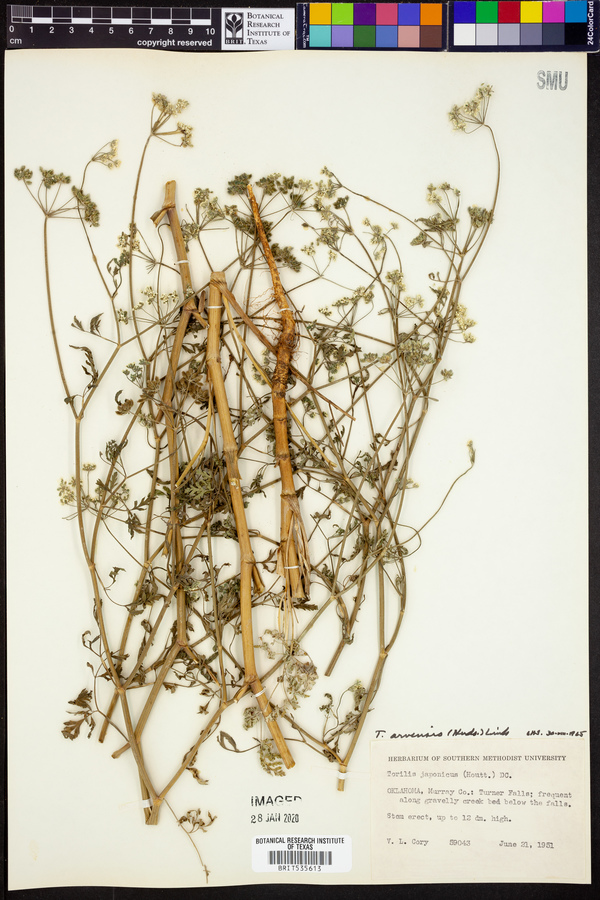 Torilis arvensis image