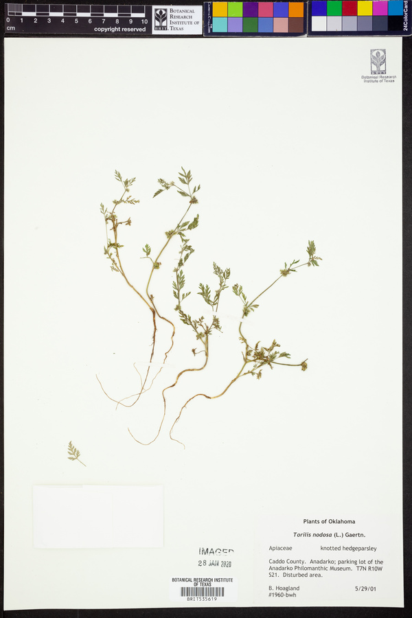 Torilis nodosa image