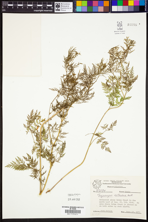 Trepocarpus aethusae image
