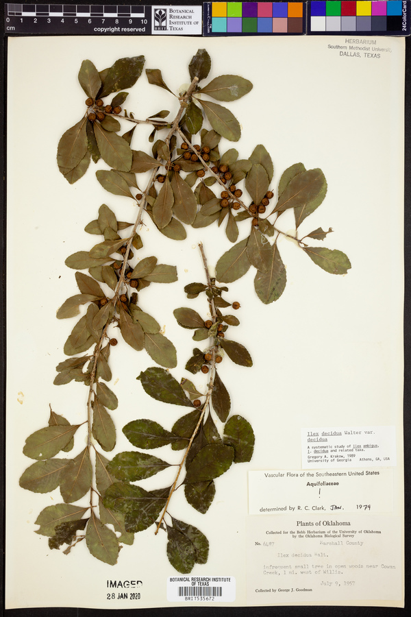 Ilex decidua var. decidua image