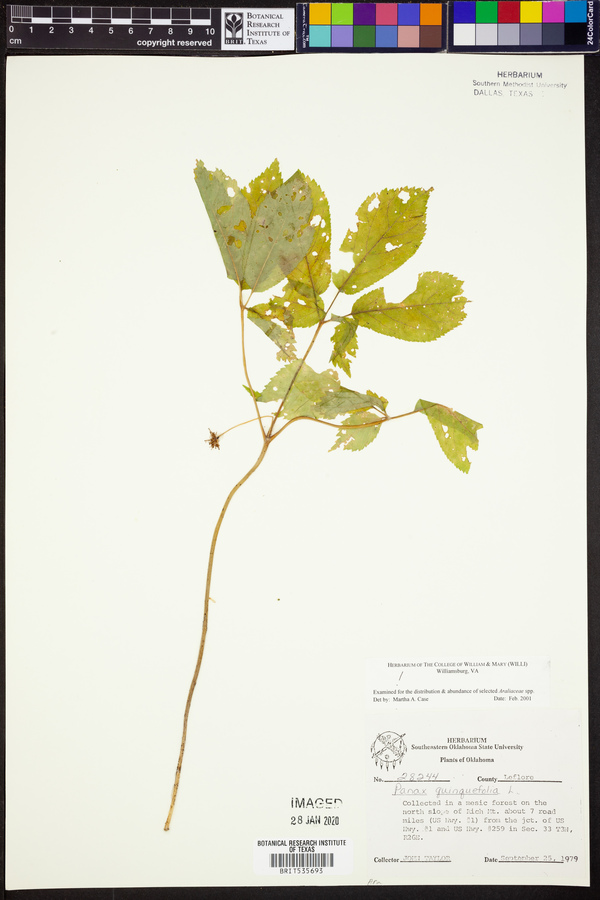 Panax quinquefolius image