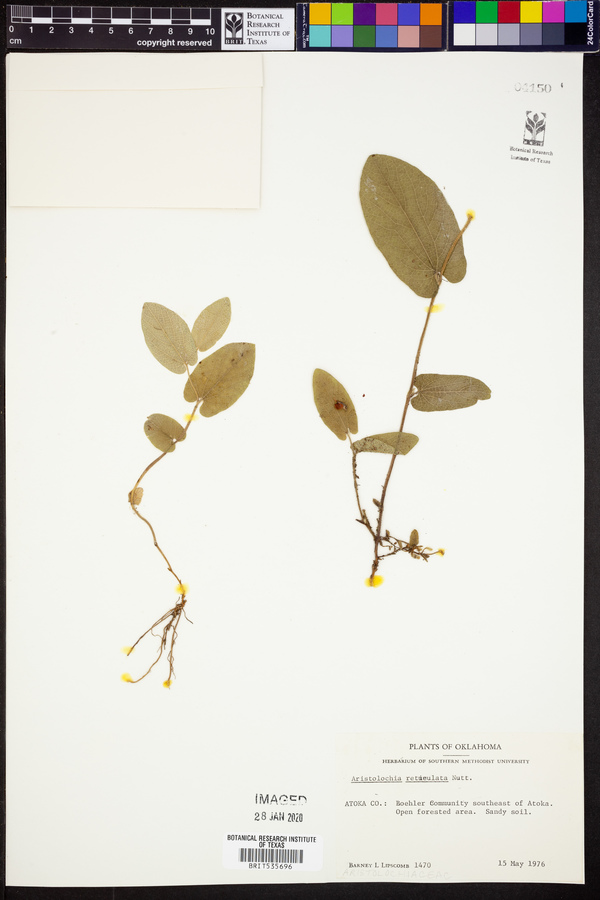 Aristolochia reticulata image
