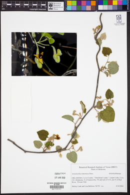 Aristolochia tomentosa image