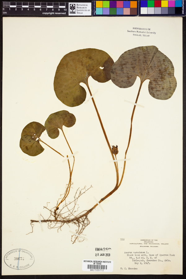 Asarum canadense image