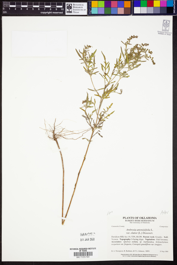 Ambrosia artemisiifolia var. elatior image