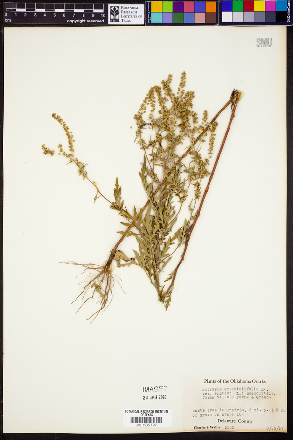Ambrosia artemisiifolia var. elatior image