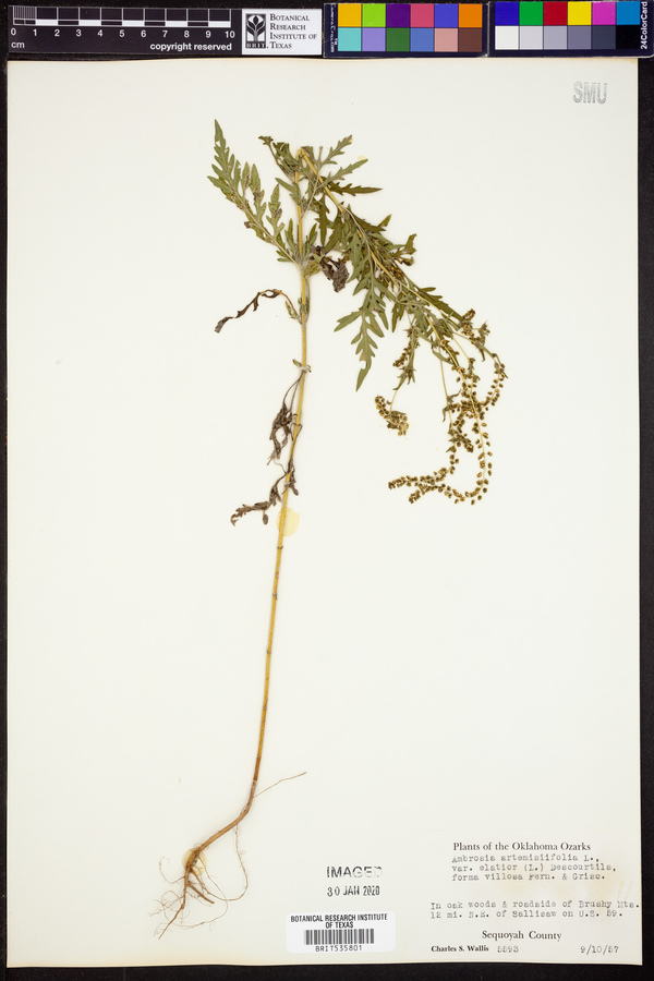 Ambrosia artemisiifolia var. elatior image