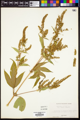 Ambrosia trifida var. texana image