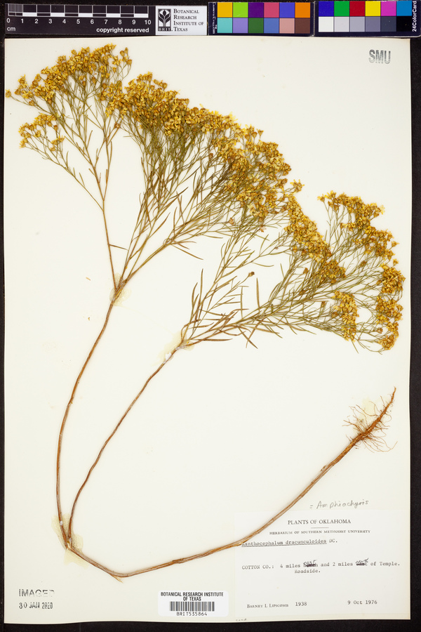 Amphiachyris image