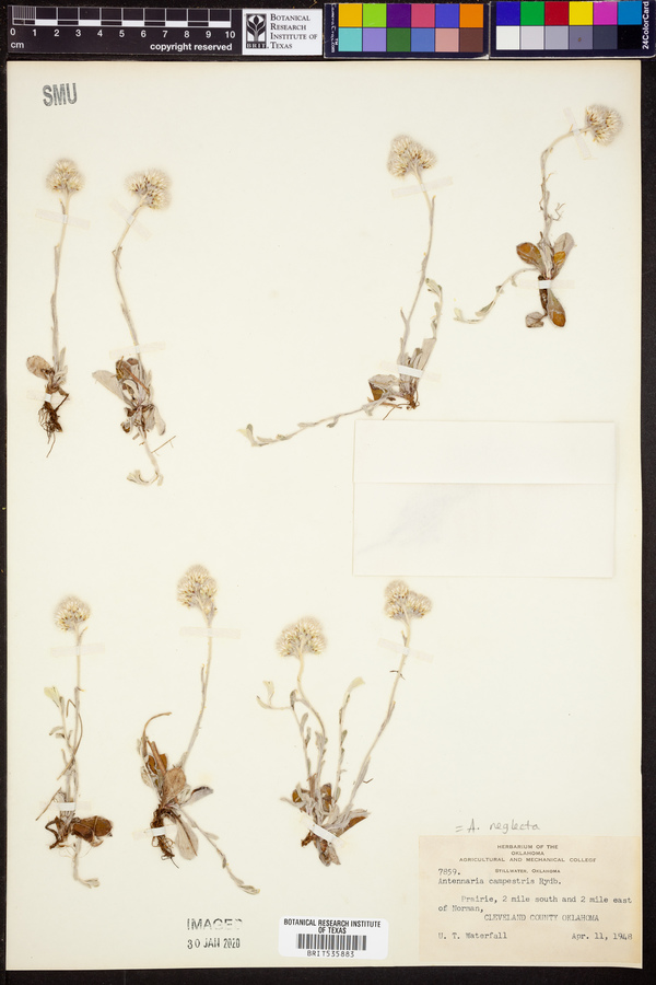 Antennaria neglecta image