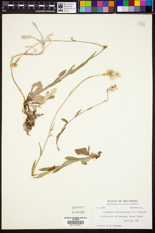 Antennaria plantaginifolia image