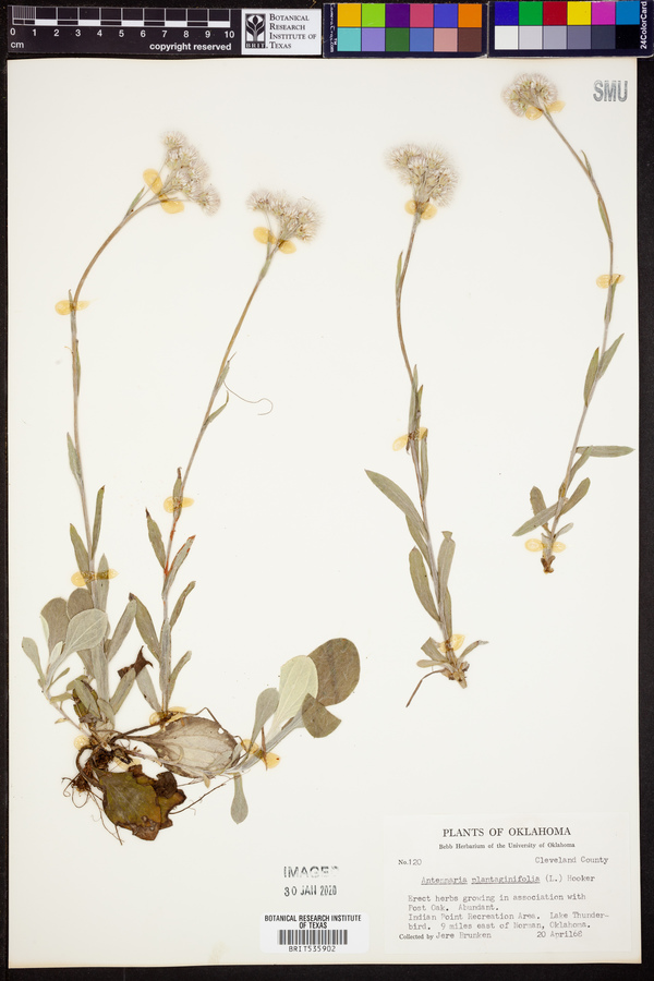 Antennaria plantaginifolia image