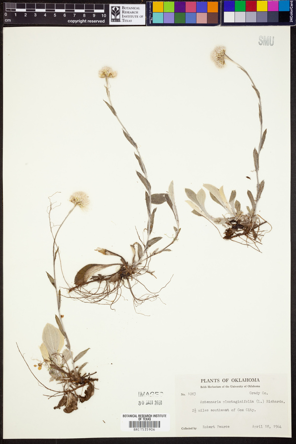 Antennaria plantaginifolia image