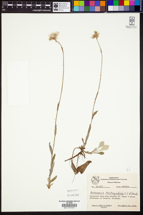 Antennaria plantaginifolia image