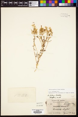 Aphanostephus pilosus image