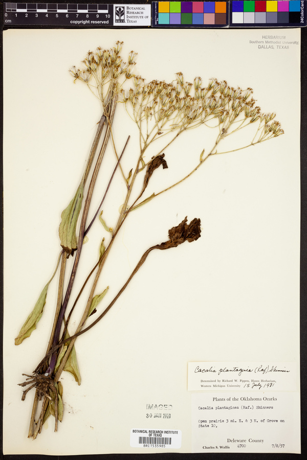 Arnoglossum image