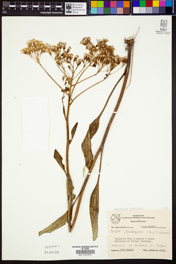 Arnoglossum plantagineum image