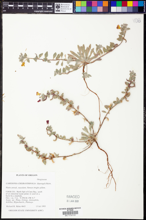 Camissonia cheiranthifolia image