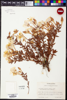 Calylophus hartwegii subsp. pubescens image