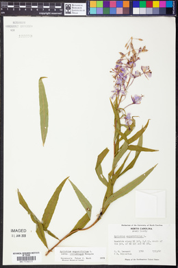 Chamaenerion angustifolium subsp. circumvagum image