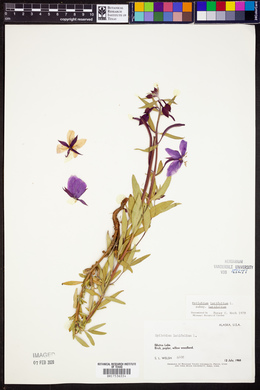 Chamerion latifolium image