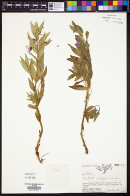 Chamerion latifolium image