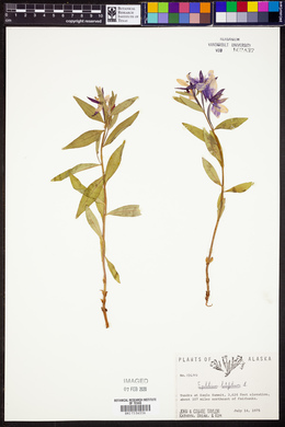 Chamerion latifolium image