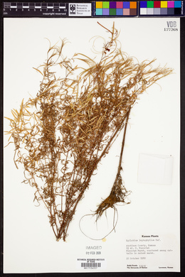 Epilobium leptophyllum image