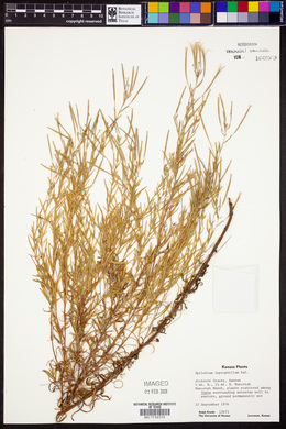 Epilobium leptophyllum image