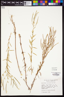 Epilobium leptophyllum image