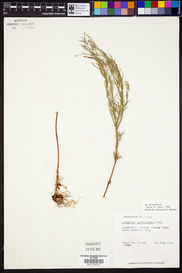 Epilobium leptophyllum image