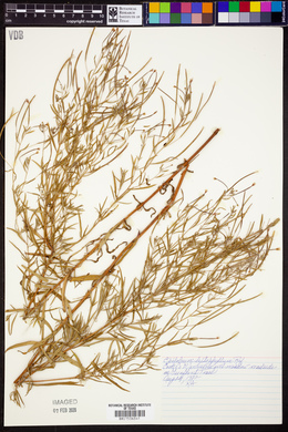 Epilobium leptocarpum image