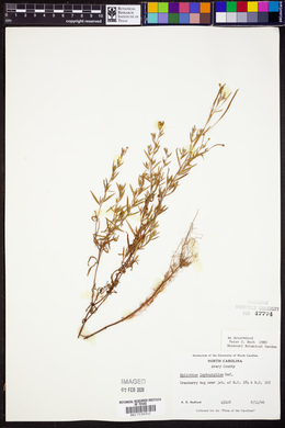 Epilobium leptophyllum image