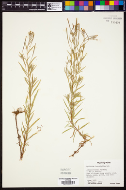Epilobium leptophyllum image