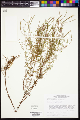 Epilobium leptophyllum image