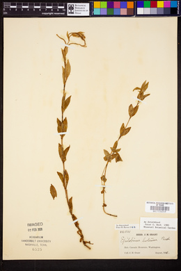 Epilobium luteum image