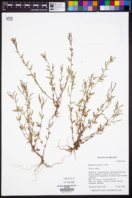 Epilobium minutum image