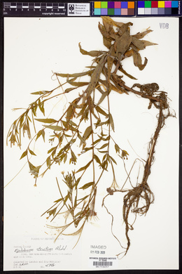 Epilobium strictum image