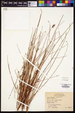 Oenothera gaura image
