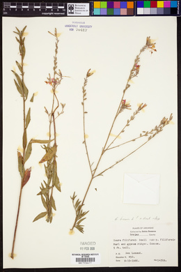 Oenothera gaura image