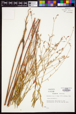 Oenothera gaura image