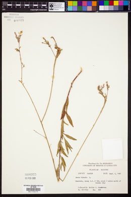 Oenothera gaura image