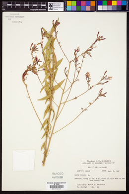 Oenothera gaura image