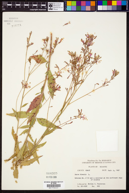 Oenothera gaura image