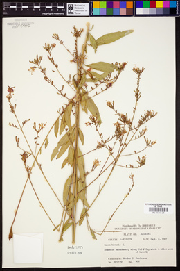 Oenothera gaura image