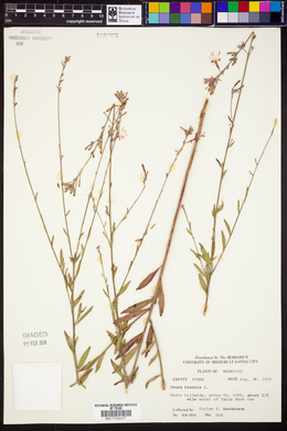 Oenothera gaura image