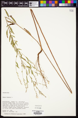 Oenothera gaura image