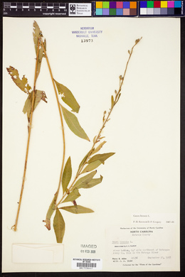 Oenothera gaura image